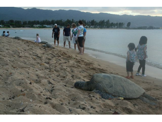 曇天なので明るさいまいちですが、亀の多さにびっくり!