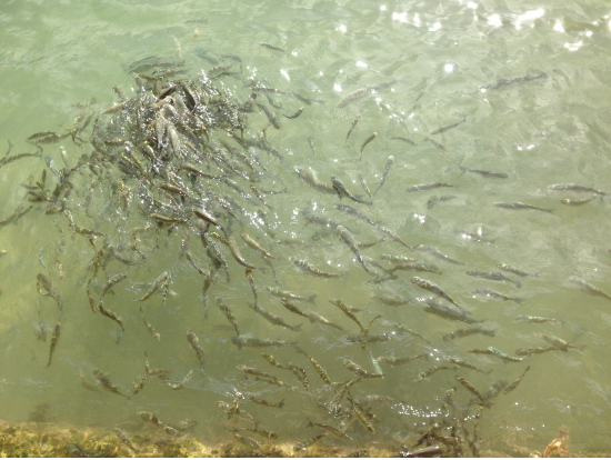 パンを海に投げ入れると、大量の魚が!
