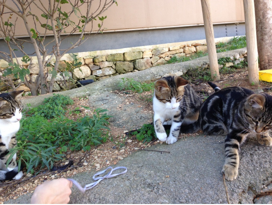 マルタには猫がたくさん!猫好きにはたまりません