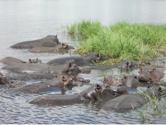 チョベ川でのカバ