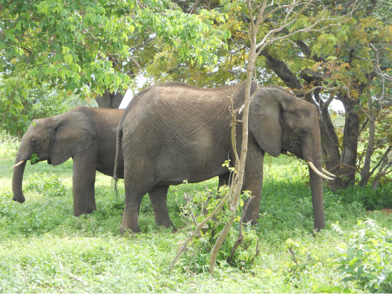 チョベ国立公園でのゾウ