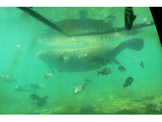 ホモサッサ公園の水中展望台から