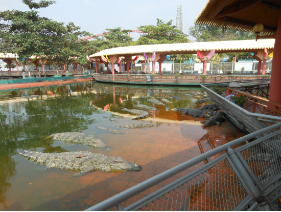 ワニがいっぱい！