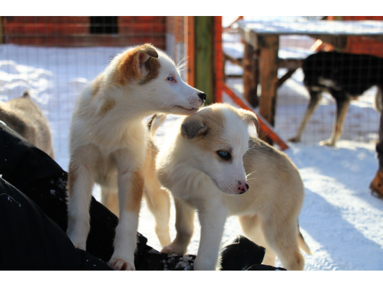 子犬たちとも触れあえました