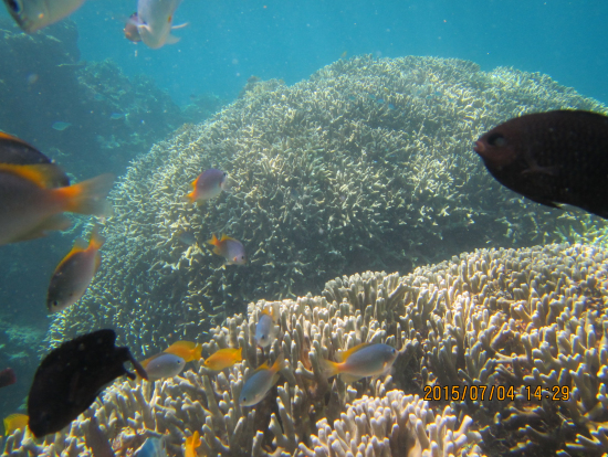 珊瑚やカラフル魚がたくさん