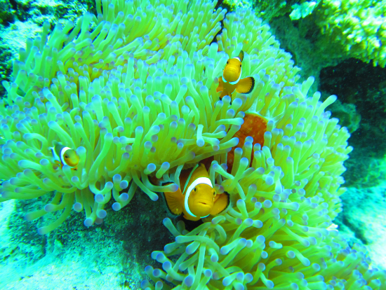 ファミリーですかね