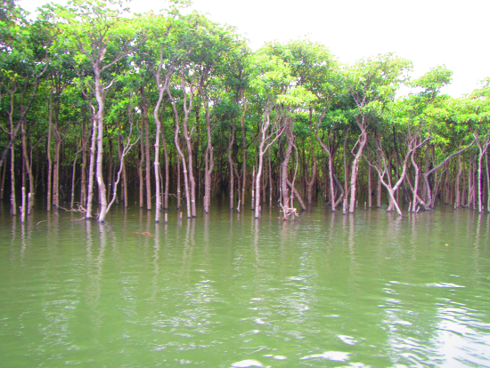 西表の自然の力