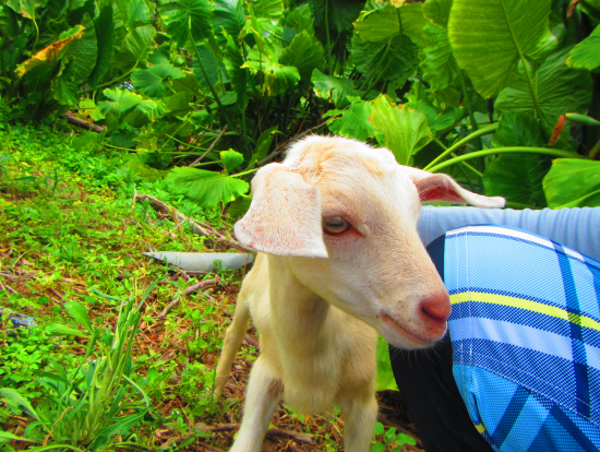 島の子ヤギ なつっこい