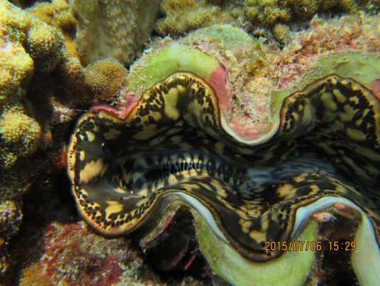 大きなシャコ貝?はさまれるとやばいな。。。