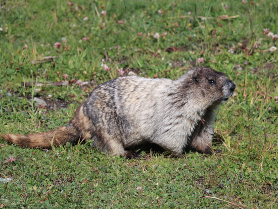 ブラッコム山頂エリアで
