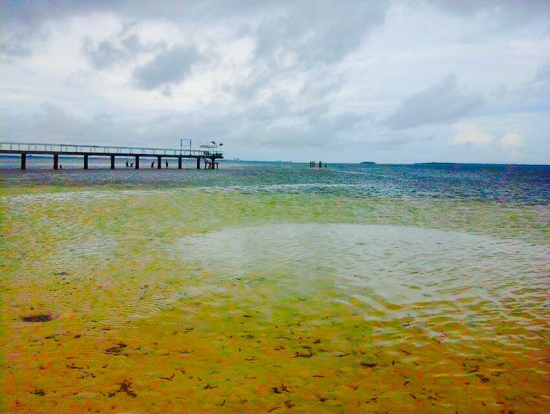 ヒトデや貝が沢山!ホワイトサンズ