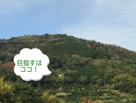 目指すみかん園はココ↑