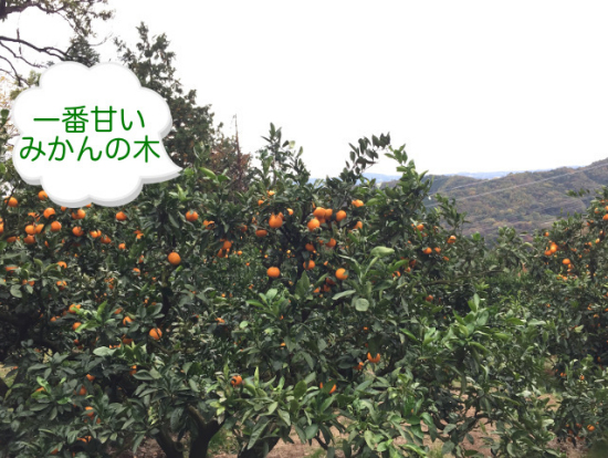 これが一番甘いみかんの木です(^o^)ぜひ探してみてください!