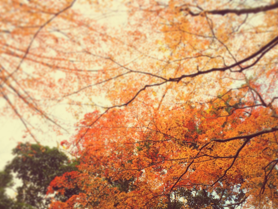 紅葉がまだ残っていました。