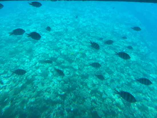 ピントがずれてる?けど、魚が船に群がったところ