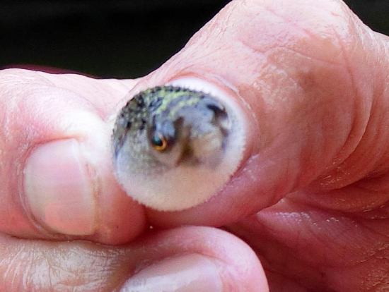 ミドリフグの赤ちゃん!