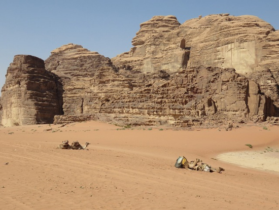 ラクダにも乗りました。(別料金)