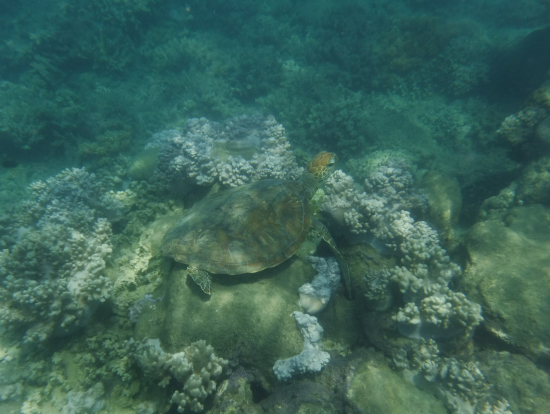 海底で休んでいるところを発見!