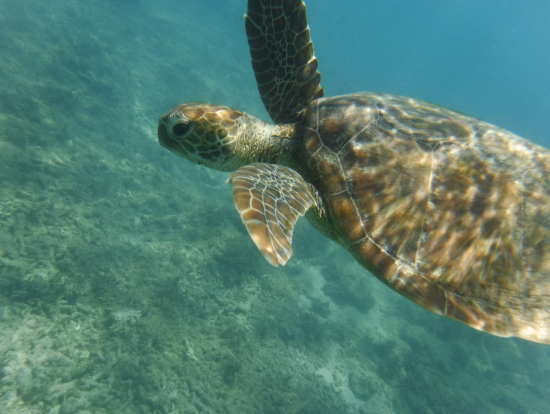 ならんで泳げました!
