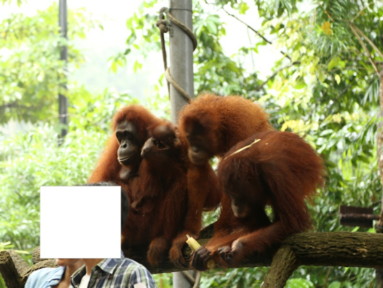 オランウータンとの記念撮影はシンガポール動物園ならでは。