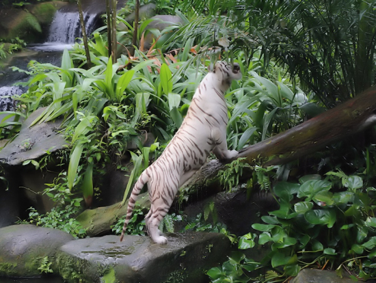 シンガポール動物園のホワイトタイガー。何故か草を食んでいた。