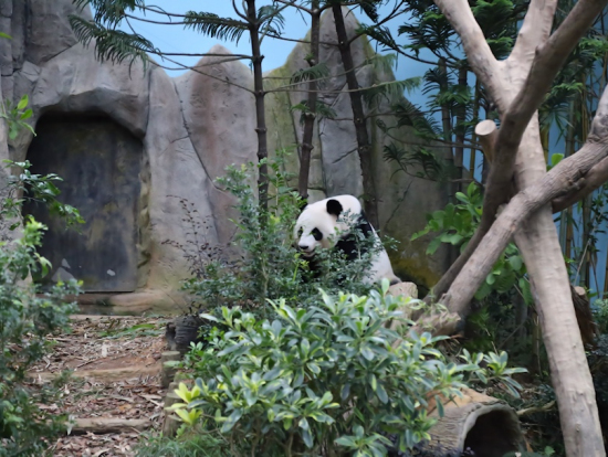 リバーサファリの目玉はやはりジャイアント・パンダ。空調管理された獣舎に人が入るスタイル。