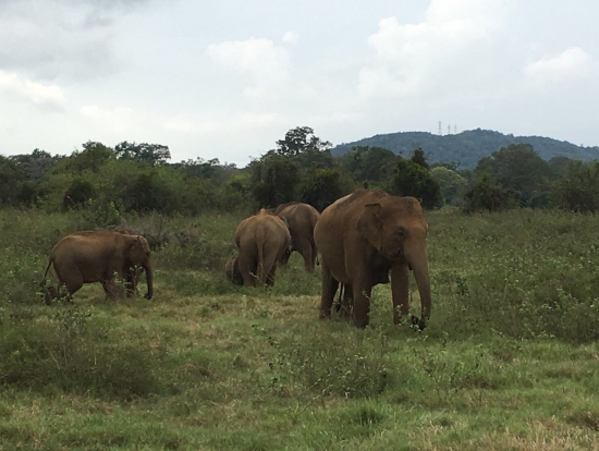 ミンネリヤ国立公園の象