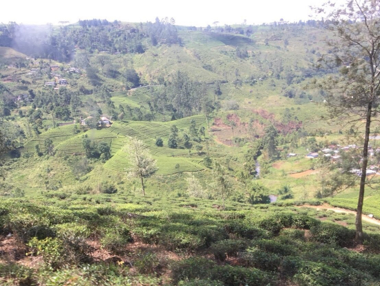高原列車からの眺め