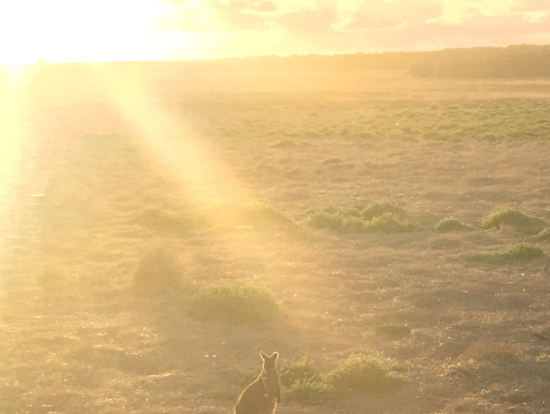 野生のワラビー