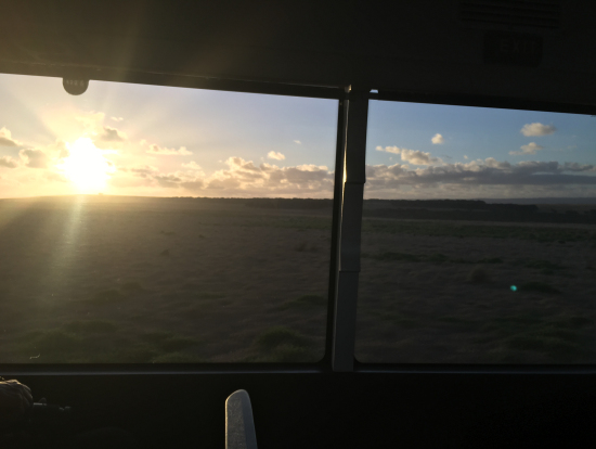 ワラビーが住む草原