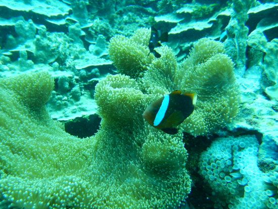 クマノミちゃん