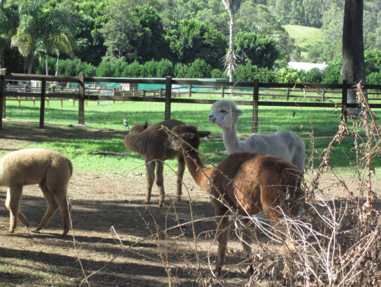 アルパカちゃ~ん。