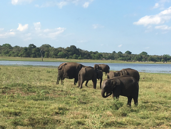 ミンネリア国立公園にて
