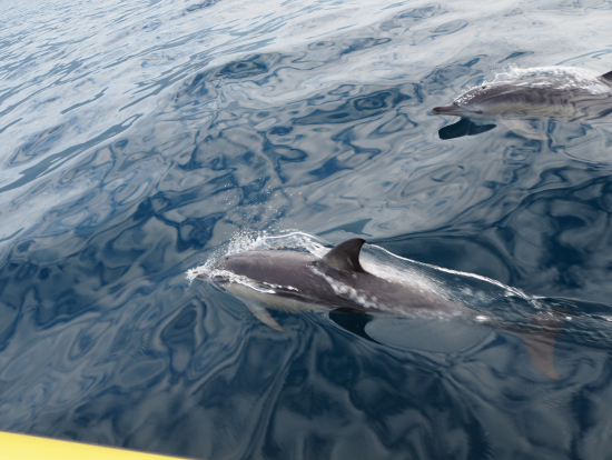 ボートと遊んでるイルカ逹。