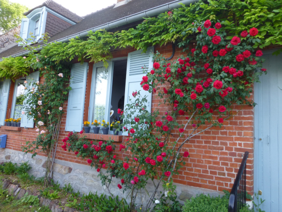 ジェルブロワ村 赤バラの壁