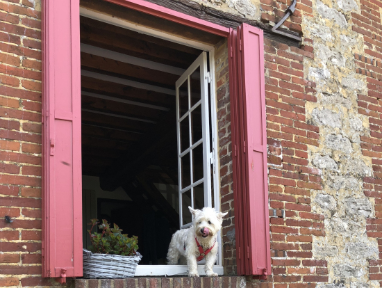 ジェルブロワのワンコ