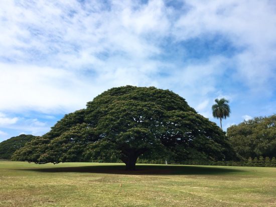 この木なんの木