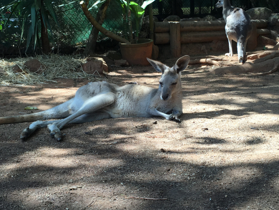 のんびりとしているカンガルー