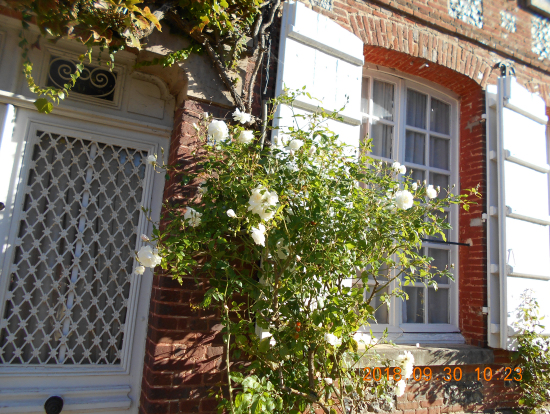 白バラが美しい