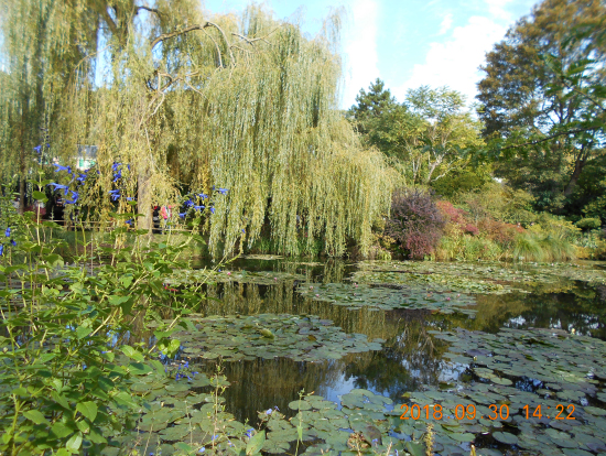 睡蓮は少し咲いていました