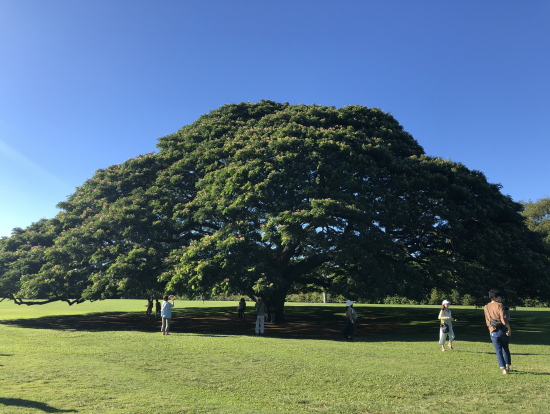 この木なんの木