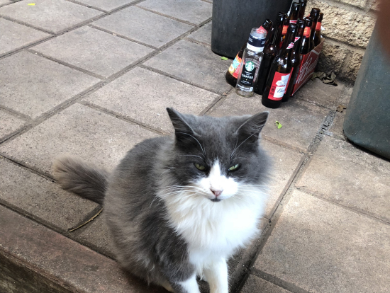 CAMARONで遭遇の懐っこい猫ちゃん