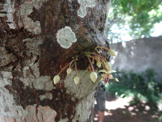 カカオの花