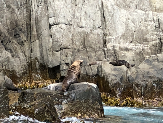 クルーズ中で見たアザラシ