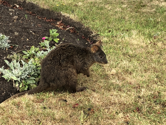ポートアンサーの船長郵便局にいた野生のワラビ