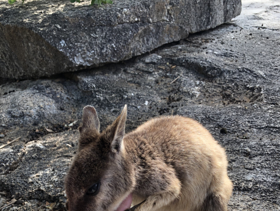 ロックワラビー!野生だなんて信じられないくらい人懐っこい