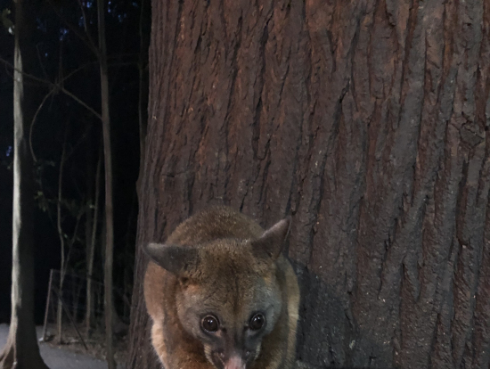 ポッサム!3匹くらいでてきました!