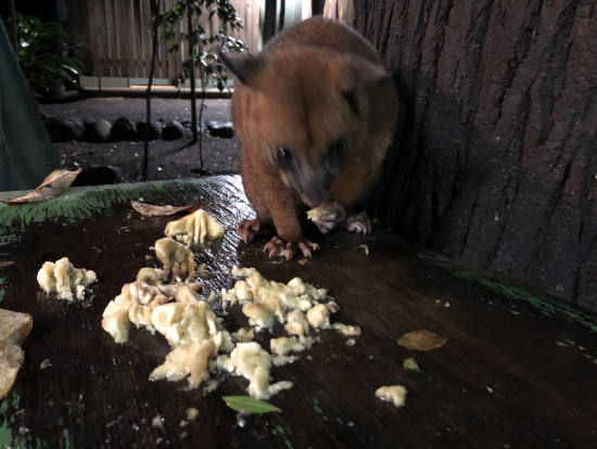 凄い勢いで餌を貪るポッサム