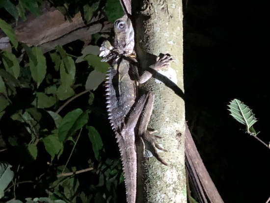 森で出会えるトカゲさん