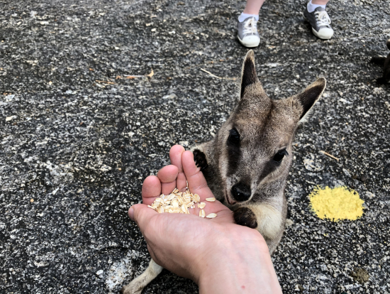 かなりフレンドリーなロックワラビー